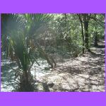 Fort Clinch Nature Trail.jpg